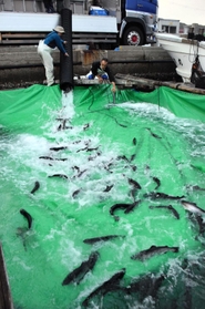 トラックの水槽からいけすへサクラマスの稚魚を移す作業。水温や酸素濃度を測りながら慎重に行う＝南あわじ市福良丙