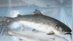 体長約３０センチのサクラマスの幼魚＝南あわじ市福良丙