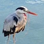口に釣り針が刺さったサギ＝淡路市生穂（提供）