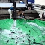 トラックの水槽からいけすへサクラマスの稚魚を移す作業。水温や酸素濃度を測りながら慎重に行う＝南あわじ市福良丙