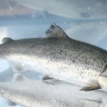 体長約３０センチのサクラマスの幼魚＝南あわじ市福良丙