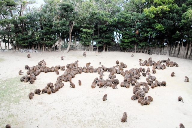 野生のサルが「サギ」の文字を表現した＝洲本市畑田組