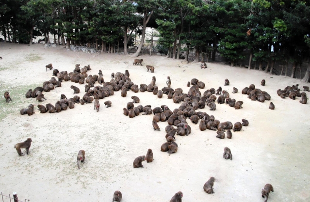 野生のサルが「サギ」の文字を表現した＝洲本市畑田組