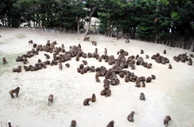 野生のサルが「サギ」の文字を表現した＝洲本市畑田組