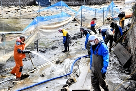 ナガエツルノゲイトウの駆除作業に当たる参加者＝洲本市五色町都志米山