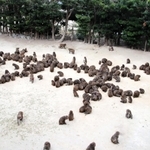 野生のサルが「サギ」の文字を表現した＝洲本市畑田組