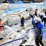 ナガエツルノゲイトウの駆除作業に当たる参加者＝洲本市五色町都志米山