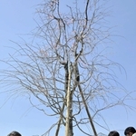 シダレザクラを植樹する地元の子どもたちと関係者ら＝洲本市塩屋１