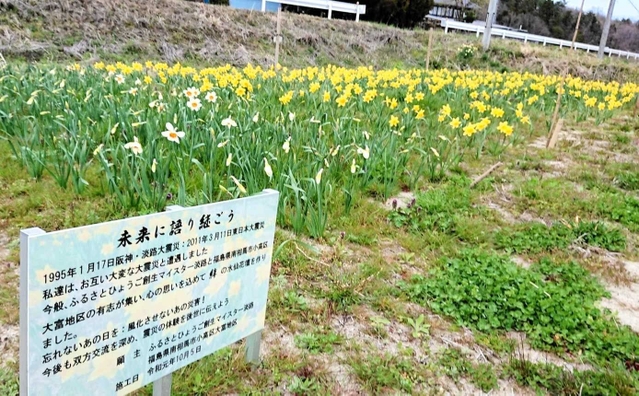 ４年前、淡路島の球根で作ったスイセンの花壇＝福島県南相馬市（提供写真）