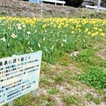 ４年前、淡路島の球根で作ったスイセンの花壇＝福島県南相馬市（提供写真）