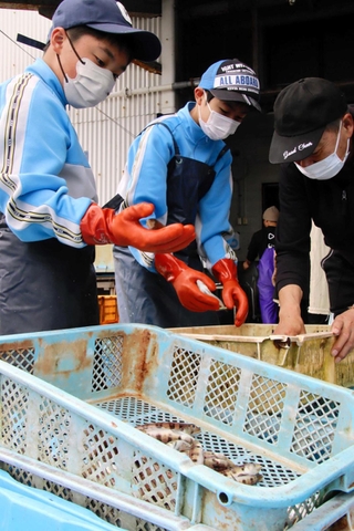 魚などの仕分けをする生徒＝由良町漁協