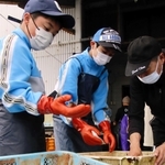 魚などの仕分けをする生徒＝由良町漁協