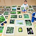 南光重毅さんの特集展示に向け写真を整理する中学生＝淡路文化史料館