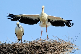 翼を広げるコウノトリのひな。左は親鳥＝淡路市、５月２３日撮影（写真愛好家・山本喜一さん提供）