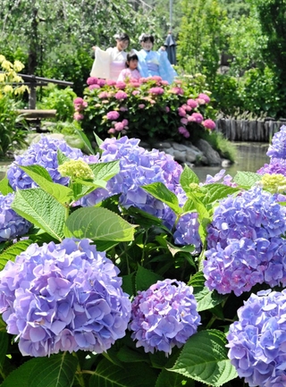 開花した色とりどりのアジサイ＝あわじ花山水