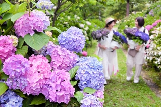 見頃を迎えた色鮮やかなアジサイ＝あわじ花の歳時記園