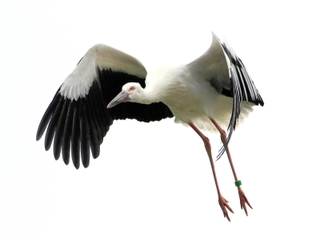愛称が決まったコウノトリのひな（写真愛好家・山本喜一さん提供）