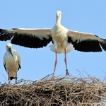 翼を広げるコウノトリのひな。左は親鳥＝淡路市、５月２３日撮影（写真愛好家・山本喜一さん提供）