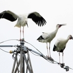鉄塔に立って翼を広げるコウノトリのひな。右の２羽は親鳥（山本さん提供）