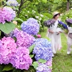 見頃を迎えた色鮮やかなアジサイ＝あわじ花の歳時記園