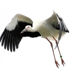 愛称が決まったコウノトリのひな（写真愛好家・山本喜一さん提供）