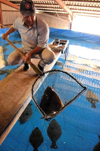 陸上の養殖施設で育成するヒラメ＝南あわじ市阿万塩屋町