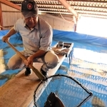 陸上の養殖施設で育成するヒラメ＝南あわじ市阿万塩屋町