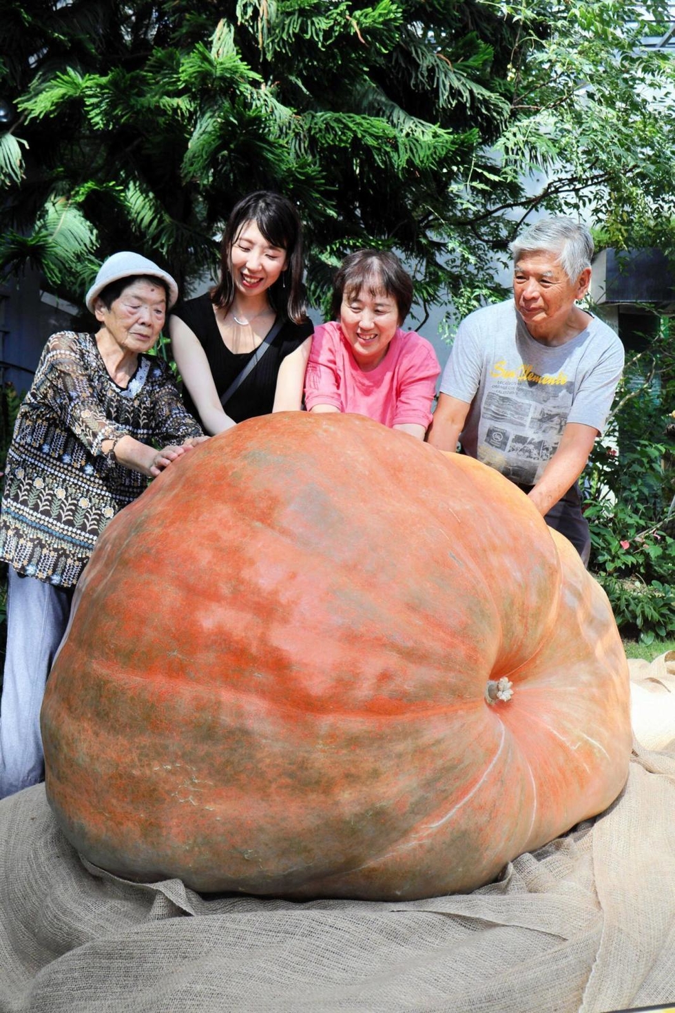 これ本物?」巨大カボチャごろん 重さ355.6キロ ハロウィーン前に淡路