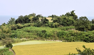 世界平和大観音像が撤去された跡地（奥）。高台の頂上部に更地が見える＝淡路市釜口