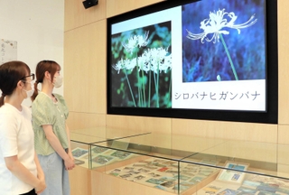 南光さんが撮影したフィルム写真を紹介する動画＝淡路市志筑新島