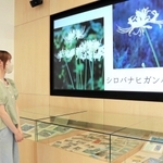 南光さんが撮影したフィルム写真を紹介する動画＝淡路市志筑新島