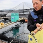 沖のいけすからフグを水揚げする福良漁協の前田若男組合長＝南あわじ市・福良湾