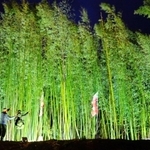 ライトアップされ幻想的なムードを醸し出す竹林＝志知城跡