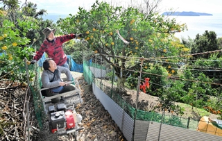 「モノカー」で急斜面を登ると沼島を望む高台にミカン農園が広がる＝南あわじ市灘黒岩