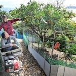 「モノカー」で急斜面を登ると沼島を望む高台にミカン農園が広がる＝南あわじ市灘黒岩