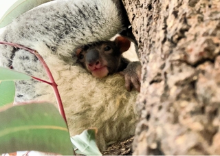 母親の袋から顔をのぞかせる赤ちゃんコアラ（淡路ファームパーク・イングランドの丘提供） 