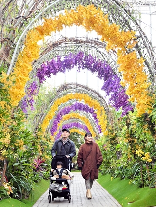 オンシジウムなどで彩られた「香りのアーチ」＝あわじグリーン館