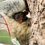 母親の袋から顔をのぞかせる赤ちゃんコアラ（淡路ファームパーク・イングランドの丘提供） 
