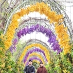 オンシジウムなどで彩られた「香りのアーチ」＝あわじグリーン館