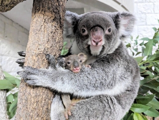 母親の腕から顔をのぞかせる赤ちゃんコアラ＝（淡路ファームパーク・イングランドの丘提供）