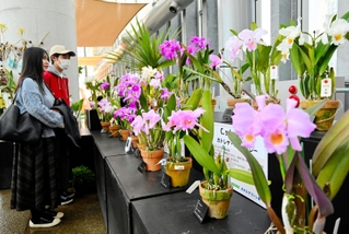 ４月からの休館を前に開催される「愛好家たちの蘭コレクション」＝あわじグリーン館