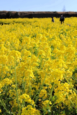 見頃を迎えた一面の菜の花＝あわじ花さじき