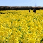 見頃を迎えた一面の菜の花＝あわじ花さじき