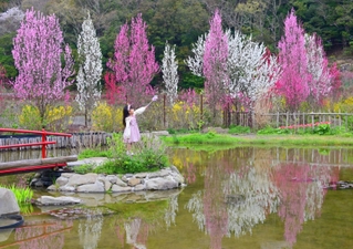 見頃を迎えたハナモモ＝あわじ花山水