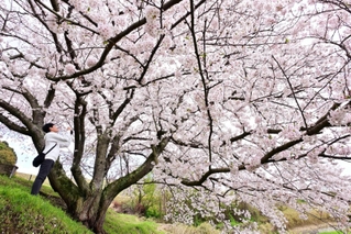 見頃となったソメイヨシノの巨木「たもやん桜」＝淡路市尾崎