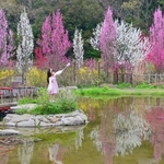 見頃を迎えたハナモモ＝あわじ花山水