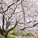 見頃となったソメイヨシノの巨木「たもやん桜」＝淡路市尾崎