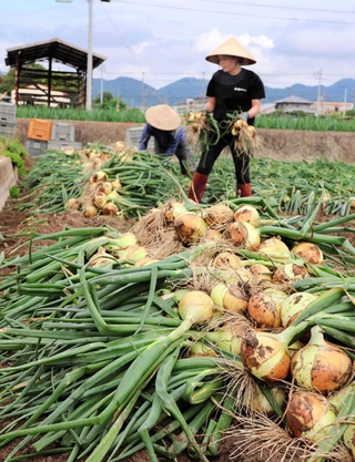 収穫が始まったタマネギ畑＝南あわじ市神代地頭方