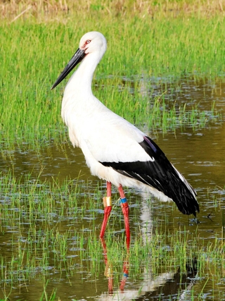 姿を消したコウノトリのつがいの雌（いずれも山本喜一さん提供）