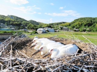 巣にいる４羽のコウノトリのひな（淡路市提供）